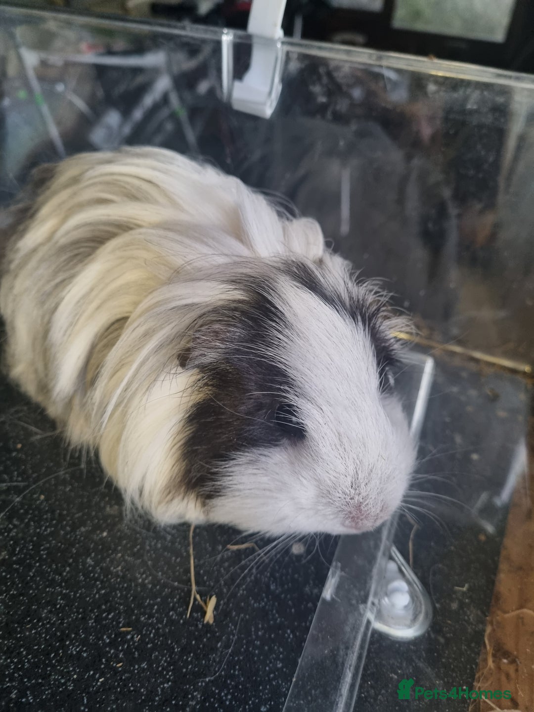Guinea Pig rodents for sale: Three lovely guinea pigs looking for a new home - Advert 3