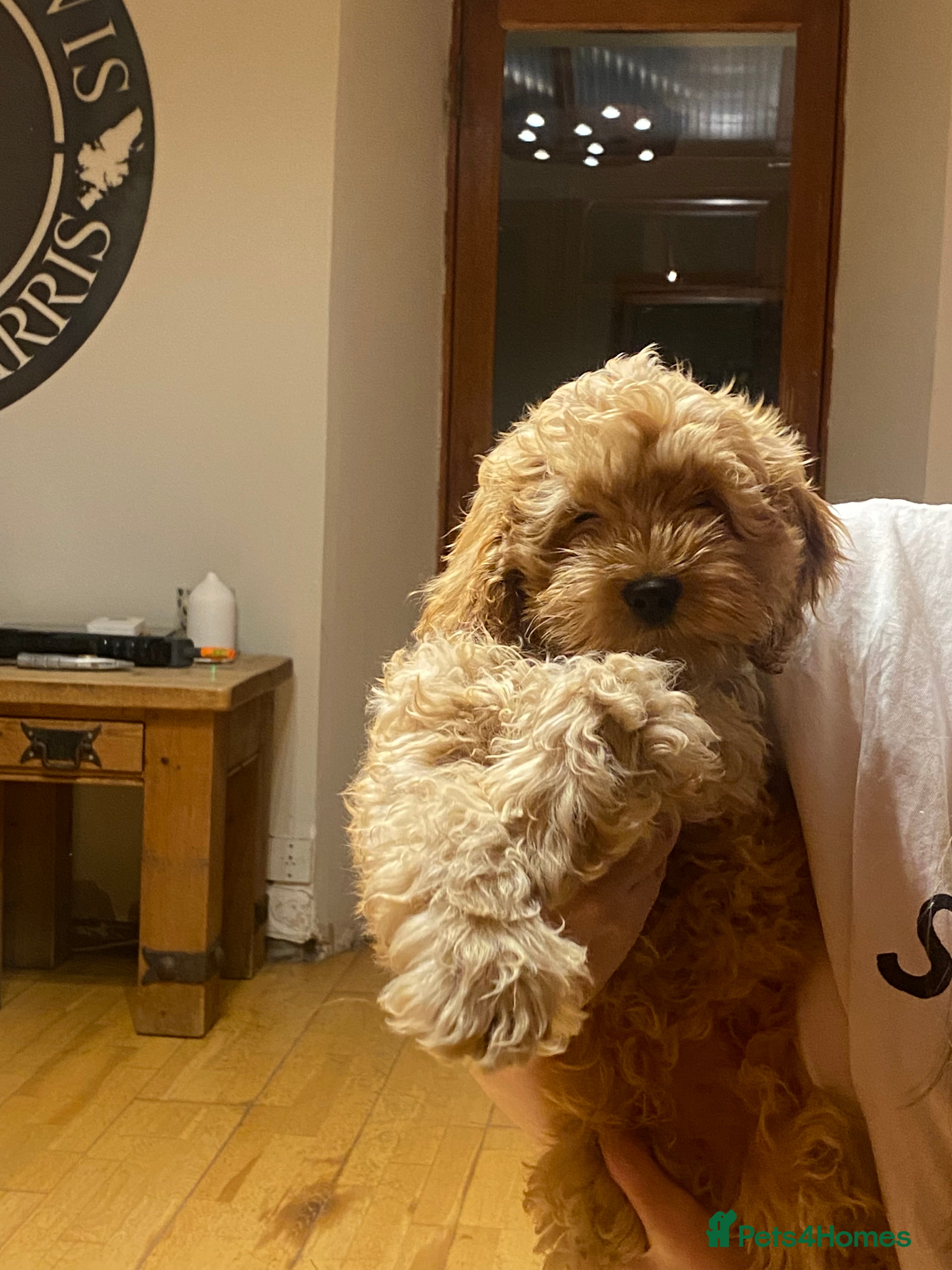 Cockapoo dogs for sale: Cockapoo puppies (F1 toy American) - Advert 2