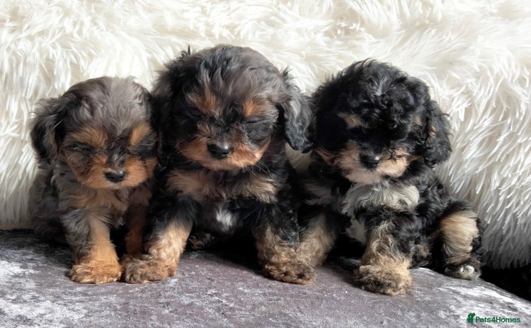 Cavapoo dogs - Advert 2