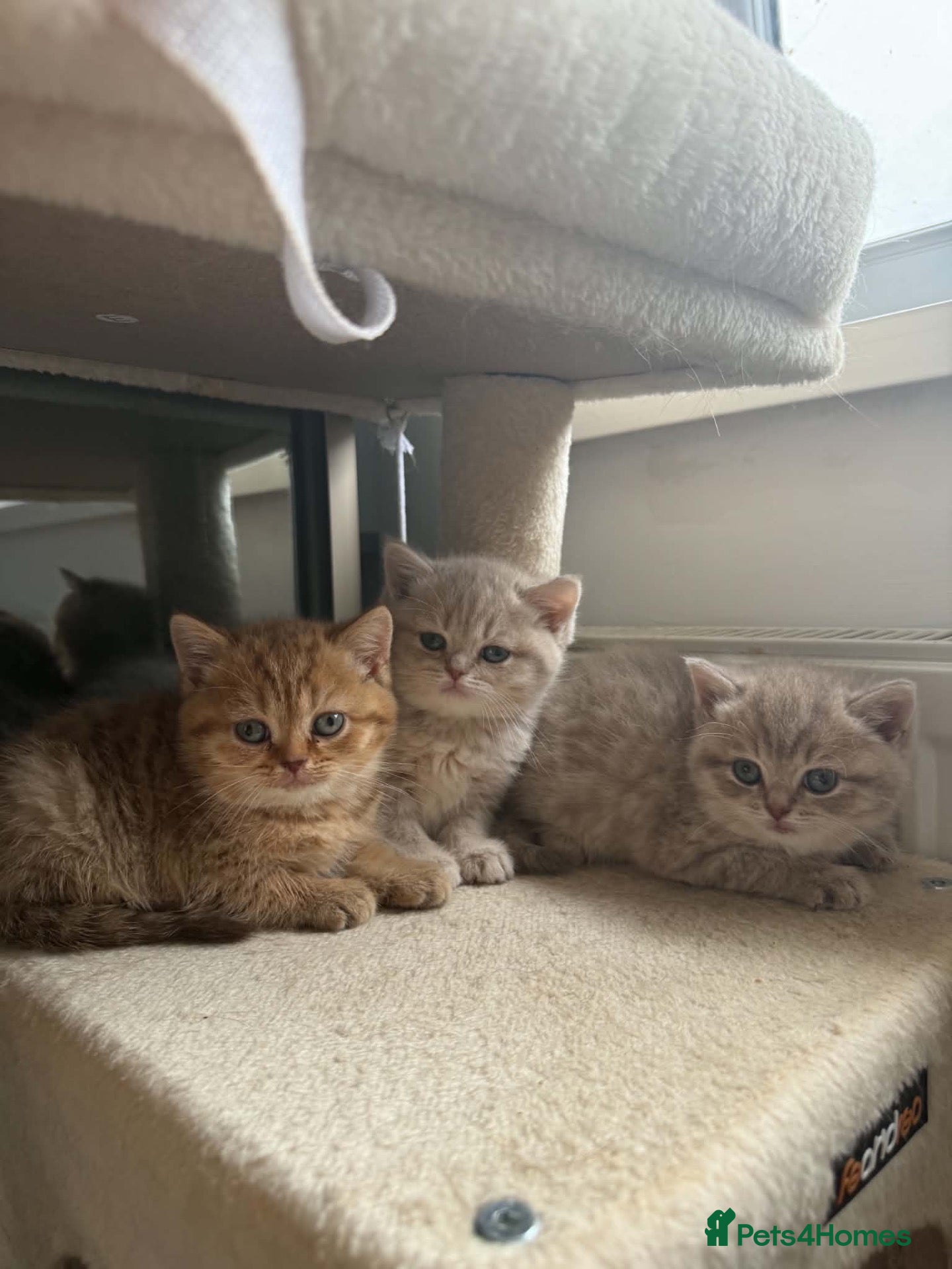 Scottish Fold cats Exceptional litter of Scottish fold/ straight😍😍 - Advert 1
