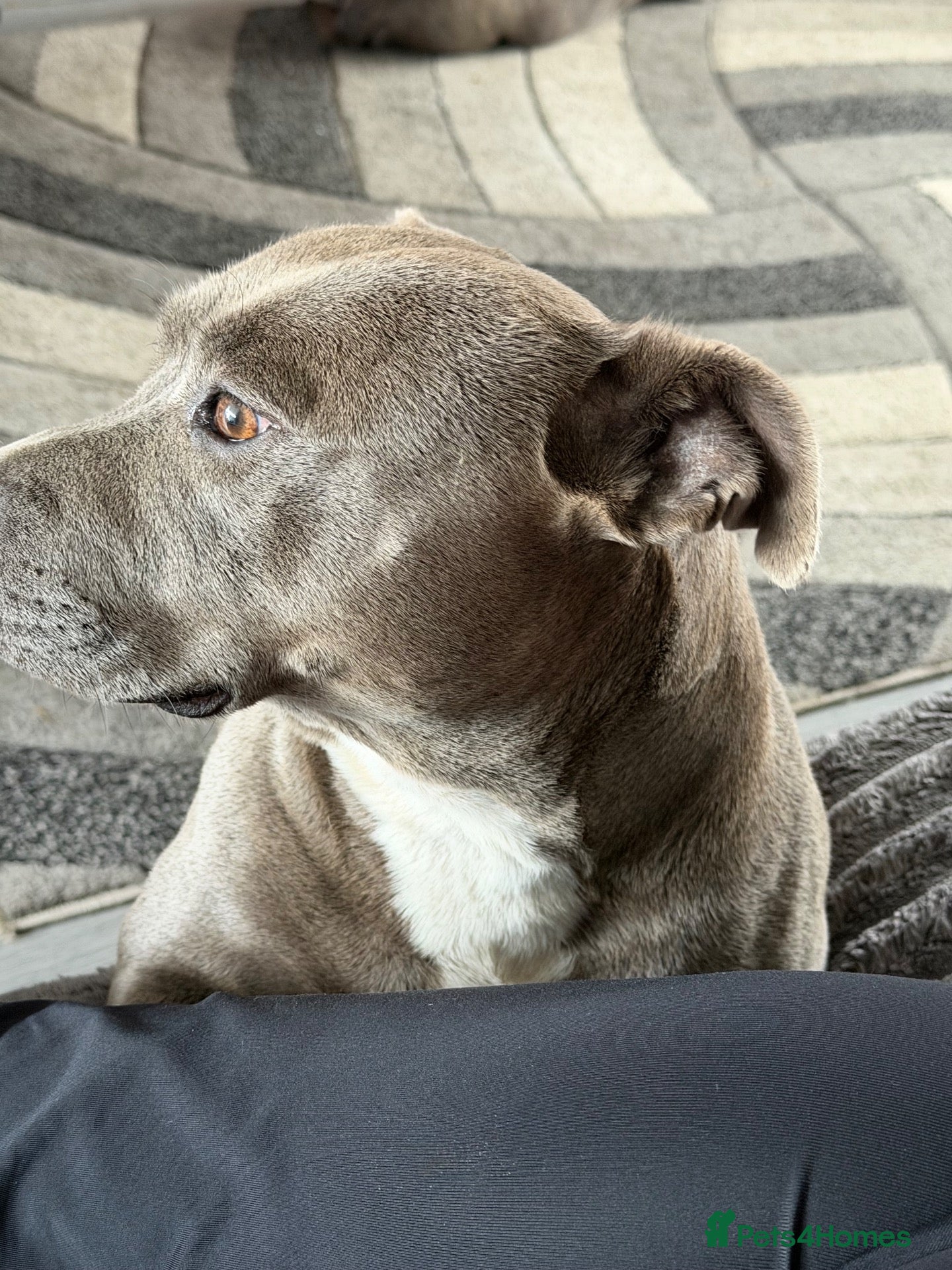 Staffordshire Bull Terrier dogs for sale: Beautiful litter of 6 KC Reg blue SBT PUPS - Advert 2