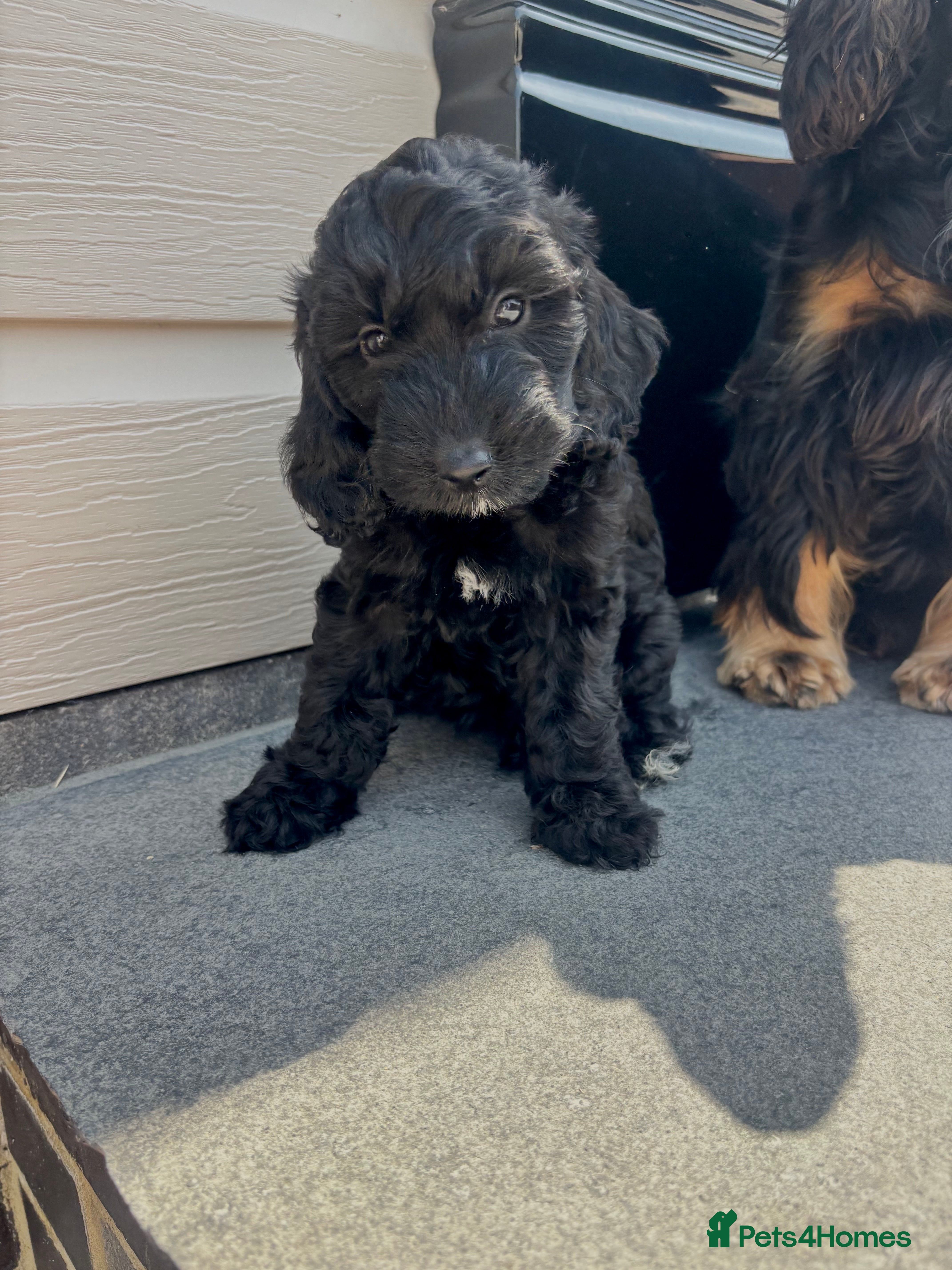 Cockapoo dogs TWO GIRLS READY TO LEAVE NOW KC PARENTS  - Advert 2