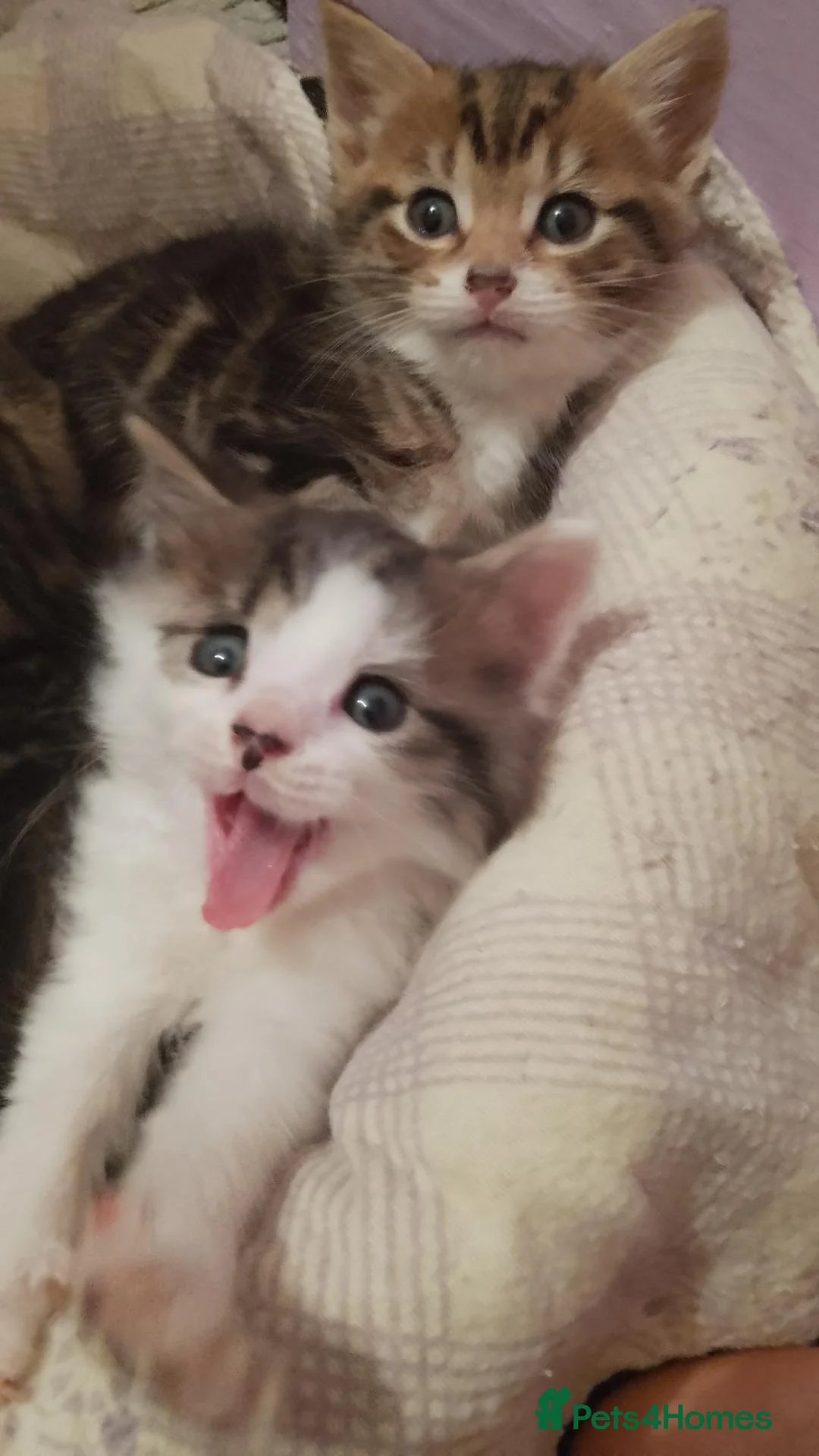 Domestic Shorthair cats for sale: Beautiful, Silky Soft, Furry, Adorable Kittens in Port Talbot - Advert 2