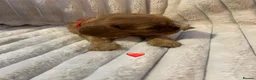 Cavalier King Charles Spaniel dogs for sale: KC Cavalier King Charles puppies  - Advert 15