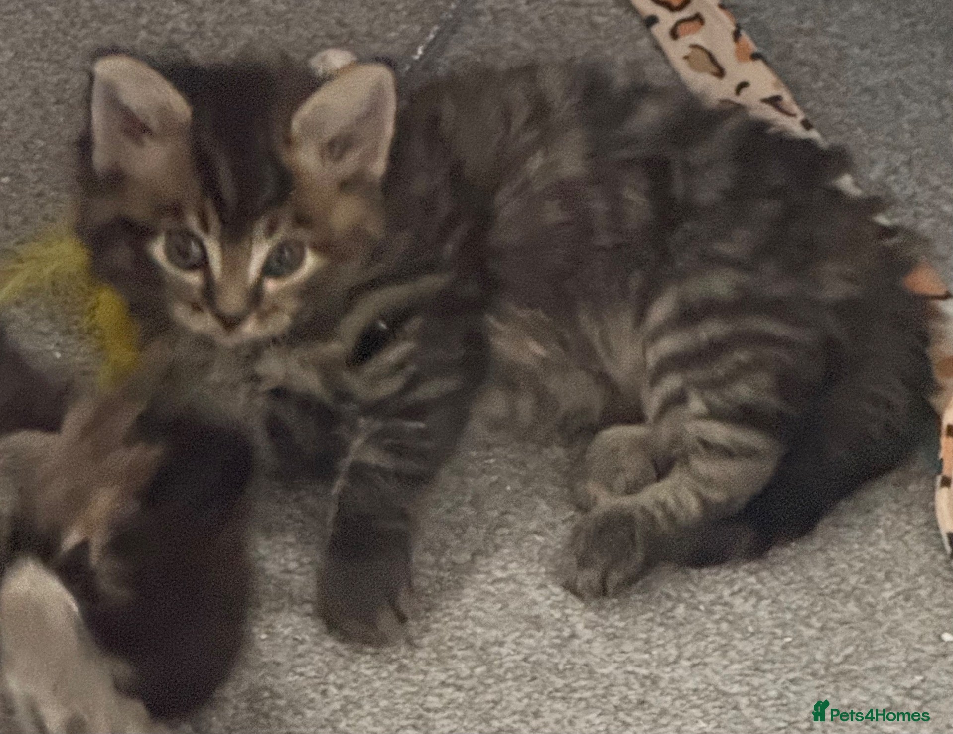 Mixed Breed cats for sale: Beautiful mixed breed kittens  - Advert 1