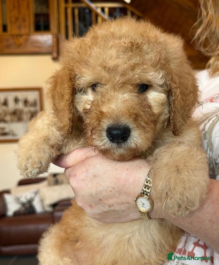 Goldendoodle dogs for sale: GOLDENDOODLE  PUPPIES F1b  - Advert 2