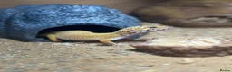 Gecko reptiles for sale: Stunning Geko - Advert 3