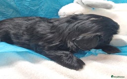Shih Tzu dogs for sale: Kc reg stunning very tiny babies boys/girls - Image 20