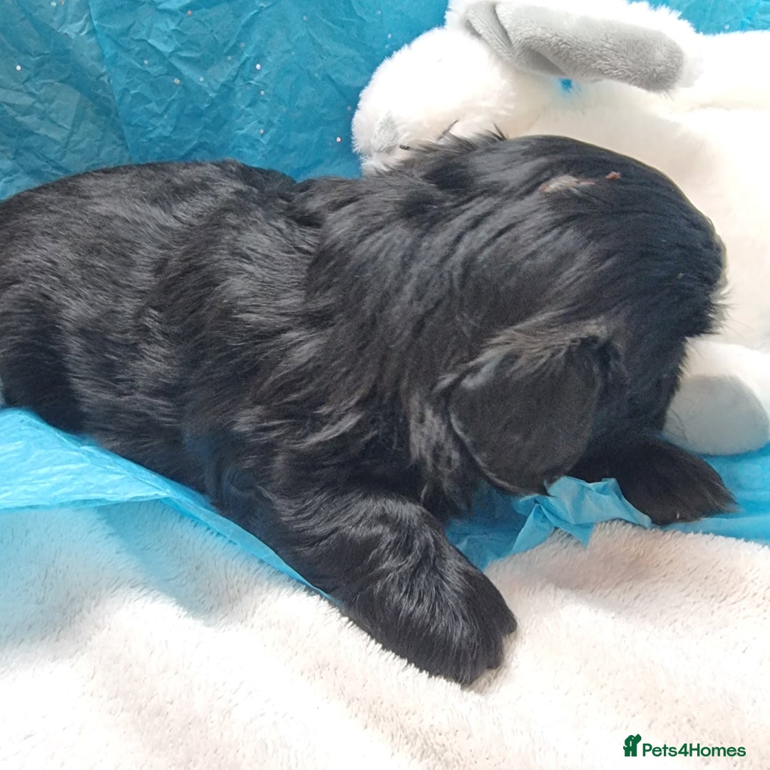 Shih Tzu dogs for sale: Kc reg stunning very tiny babies boys/girls - Image 20
