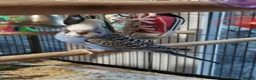 Budgerigars birds for sale: Beautiful baby budgies  - Advert 2