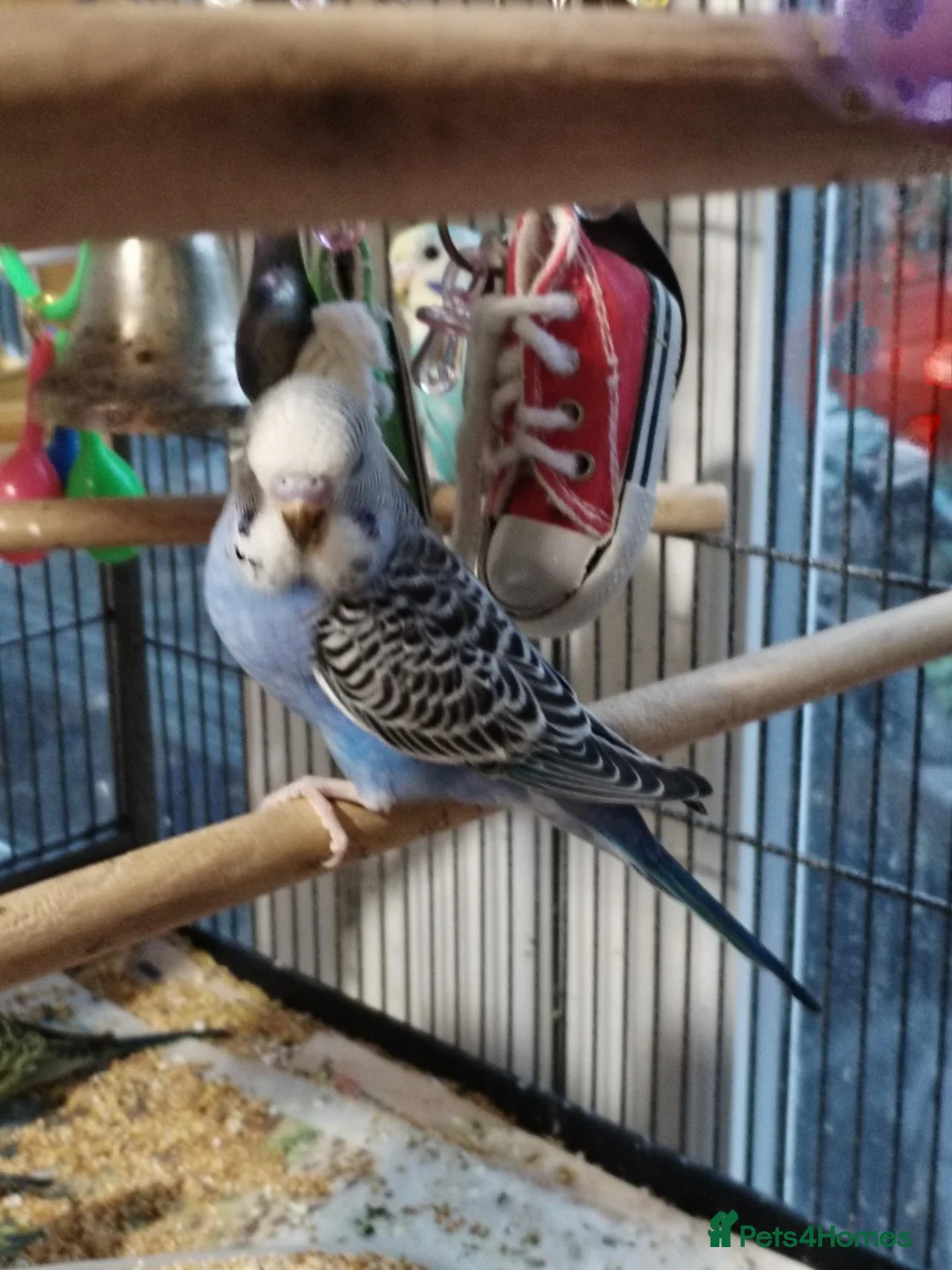 Budgerigars birds for sale: Beautiful baby budgies  - Advert 2