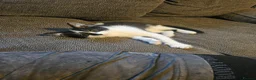 Mixed Breed cats for sale: Loving Female looking for a home - Advert 3