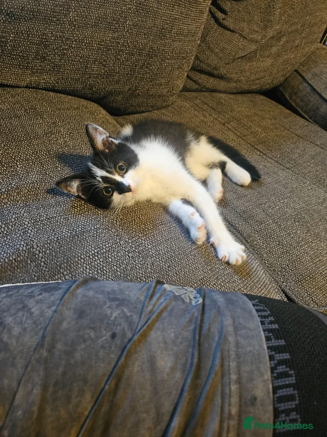 Mixed Breed cats for sale: Loving Female looking for a home - Advert 3