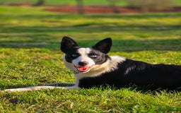 Border Collie dogs for sale: Half trained female Border collie - Image 6