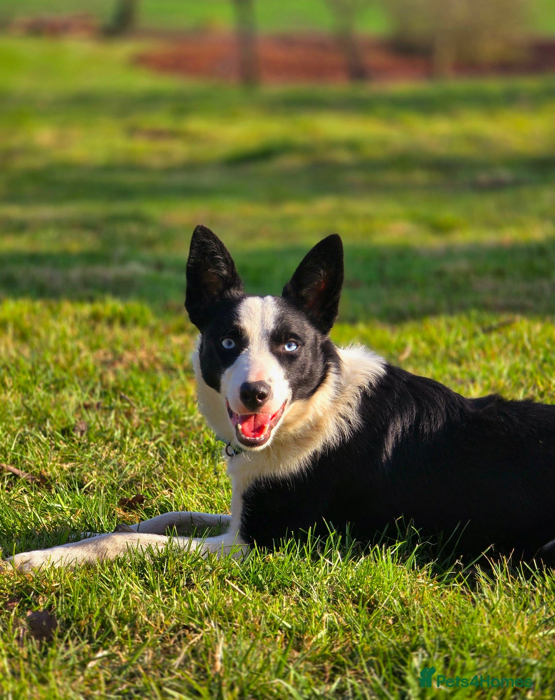 Border Collie dogs for sale: Half trained female Border collie - Image 6