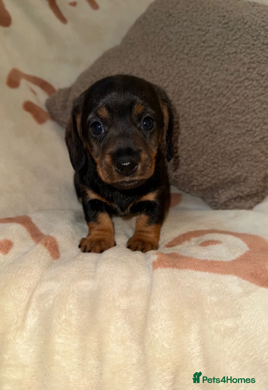 Miniature Dachshund dogs for sale: 💜Stunning KC Mini Wirehair Dachshunds💜 - Advert 2