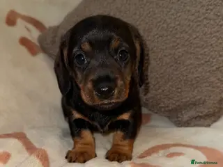 Miniature Dachshund dogs Stunning KC Mini Wirehair Dachshunds - Advert 2