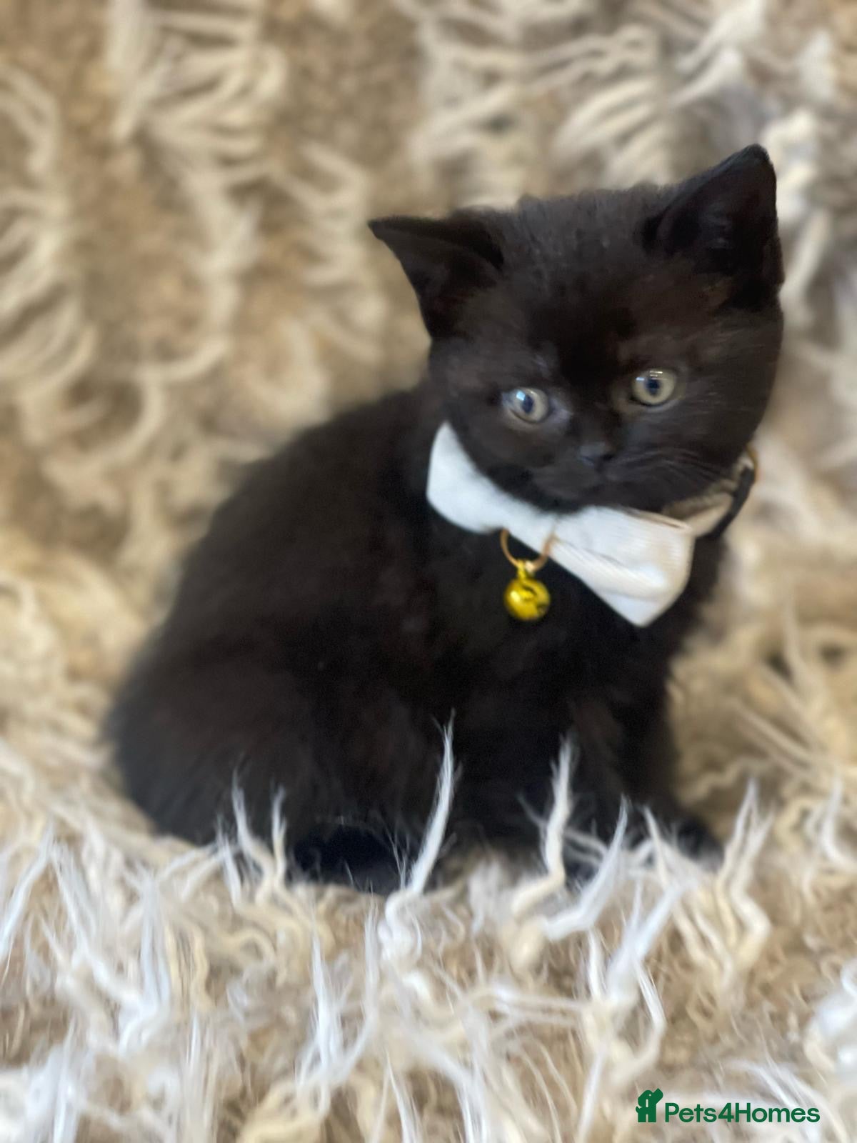 British Shorthair cats for sale: GORGEOUS CHOCOLATE BROWN BRITISH SHORTHAIR  - Advert 24