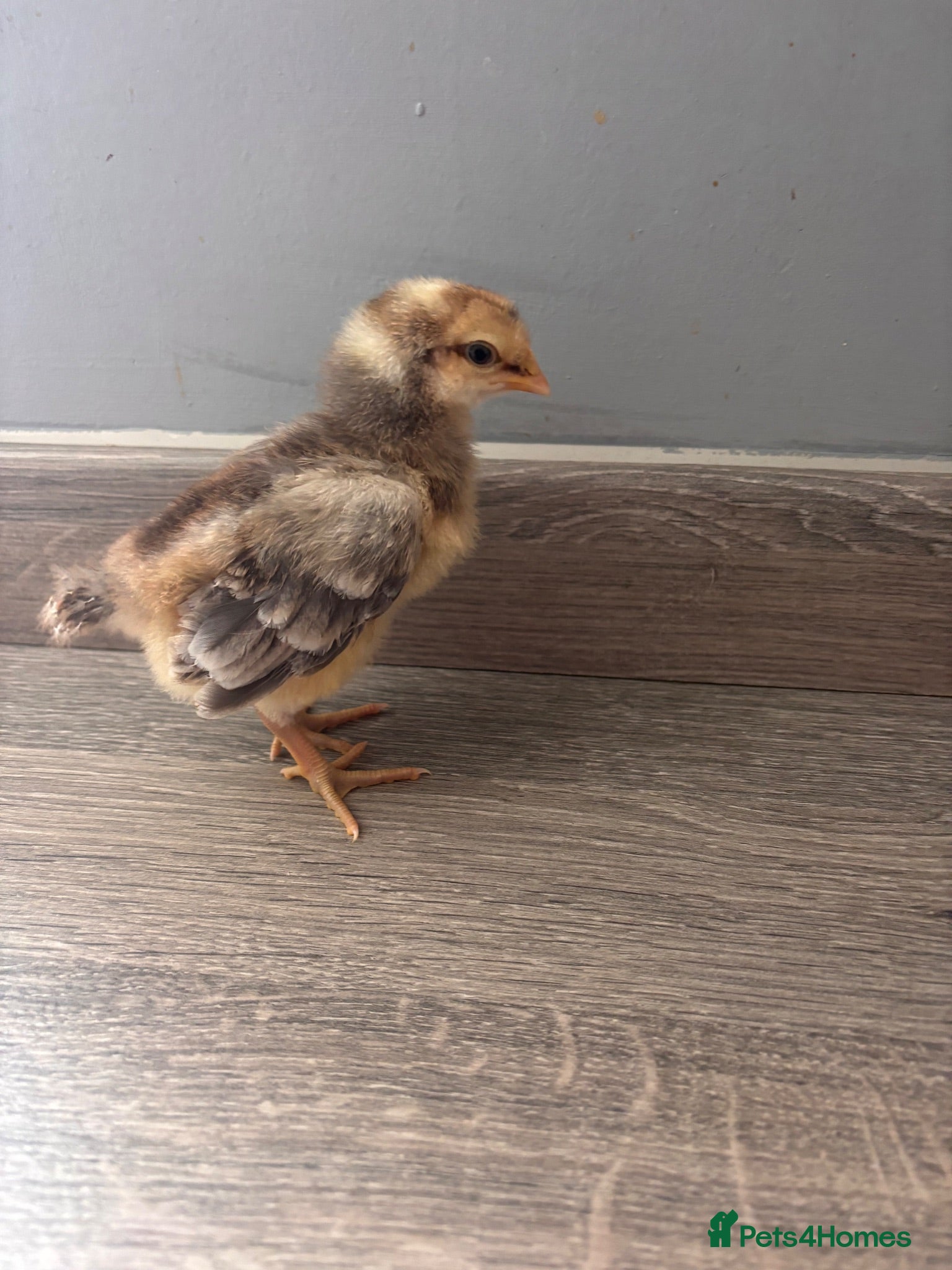 Mixed Breed poultry Chicks mixed farm breed  - Advert 4