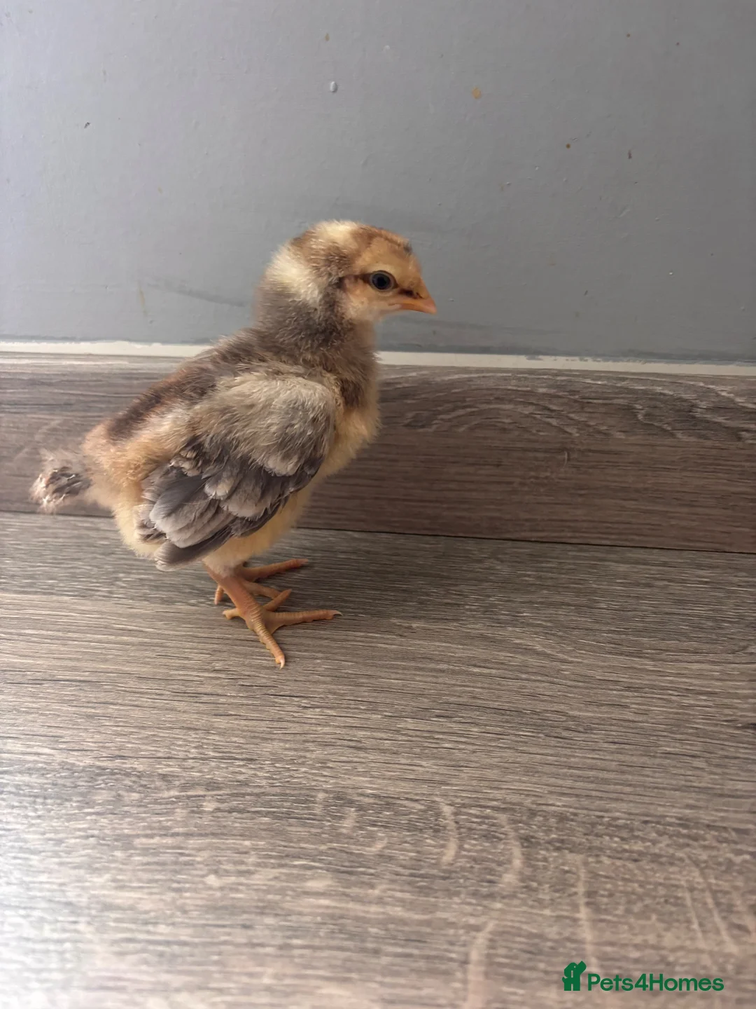 Mixed Breed poultry for sale: Chicks mixed farm breed  in Chorley - Advert 1