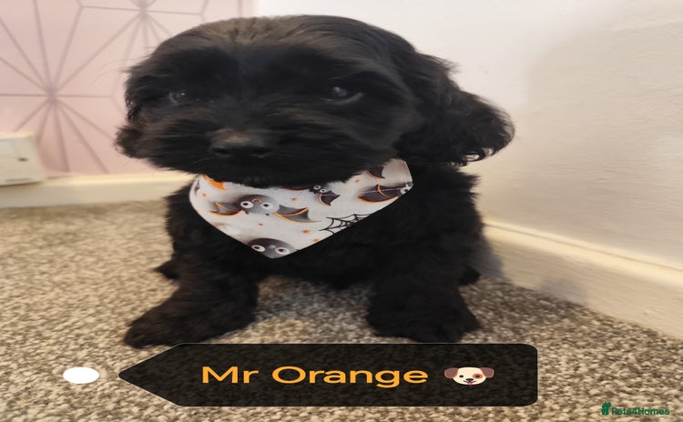 Cockapoo dogs - Advert 15