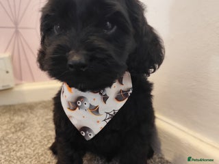 Cockapoo dogs - Advert 6