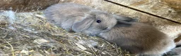 Mini Lop rabbits for sale: Mini loop - Advert 4
