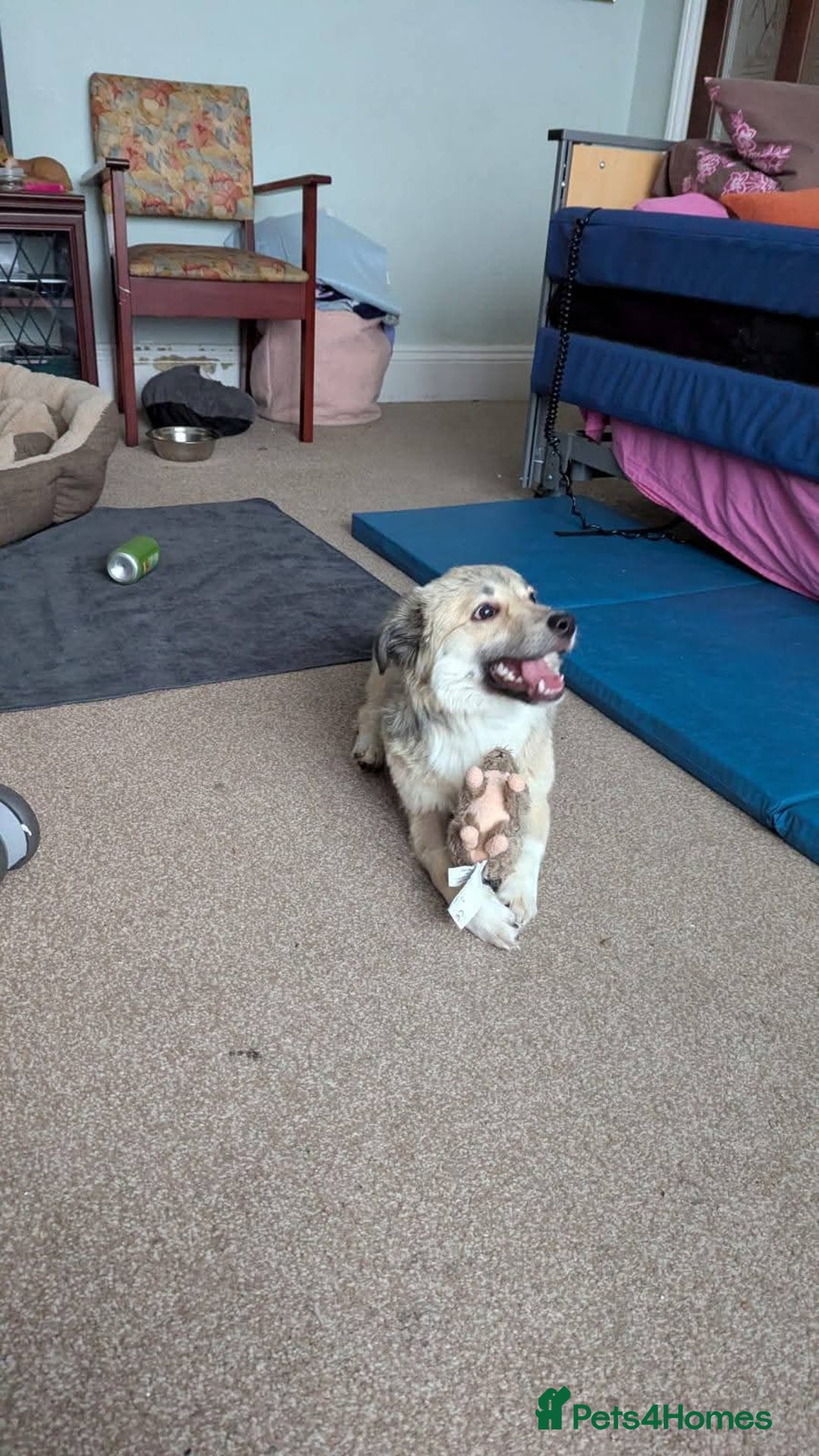 Mixed Breed dogs for adoption: Meet Ziva, currently residing in Sheffield  - Advert 5