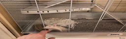 Rat rodents for sale: Baby rats and cage  - Advert 8