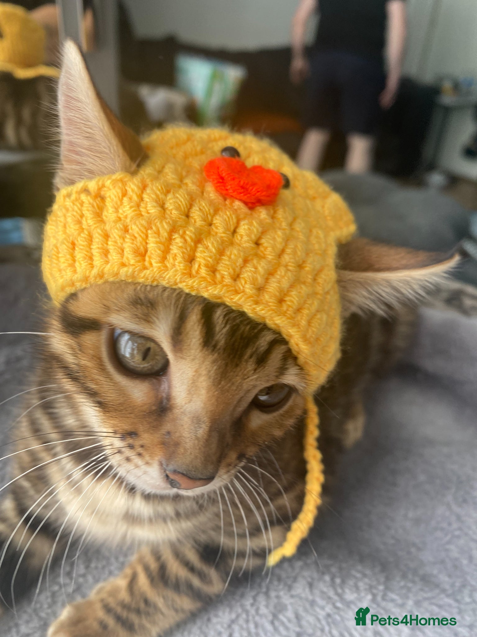 Bengal cats Two Little Princesses - Advert 2