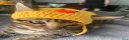 Bengal cats for sale: One Little Princesses - Advert 22
