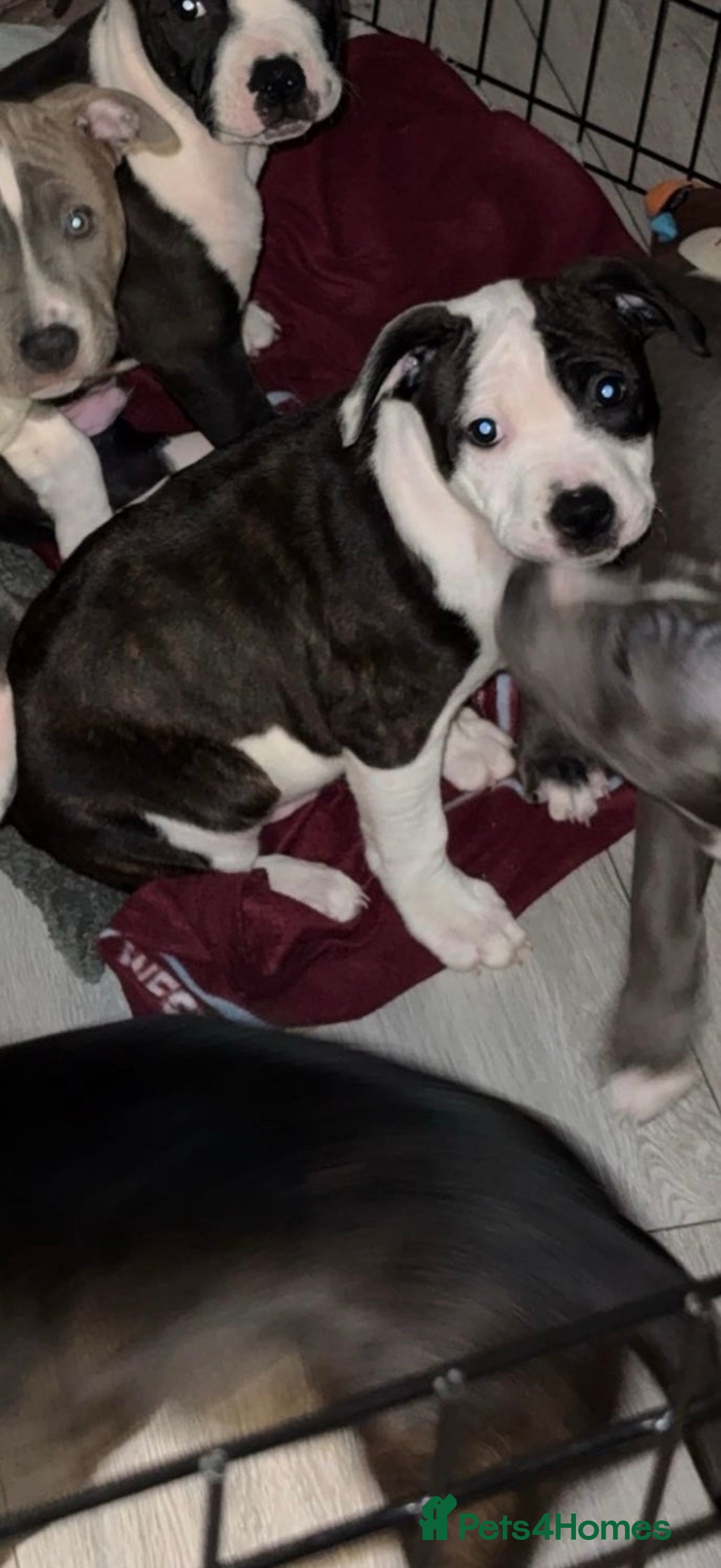 Staffordshire Bull Terrier dogs for sale: Beautiful Staffordshire bull terrier puppies  - Advert 5