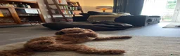 Cavapoochon dogs for stud: Red Cavapoochon Stud - Advert 2