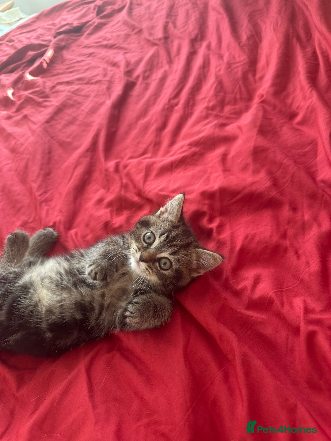 Mixed Breed cats for sale: 4 beautiful kitten - Image 13