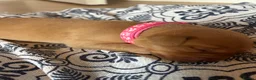 Labrador Retriever dogs for sale: Beautiful fox red Labrador litter  - Advert 19