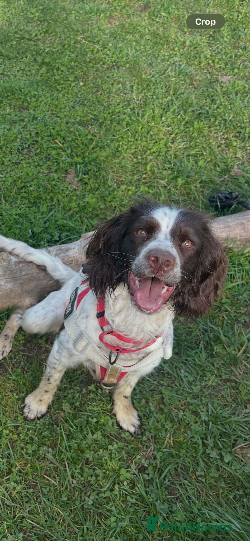 Sprocker dogs Sprocker spaniel for rehoming - Advert 1