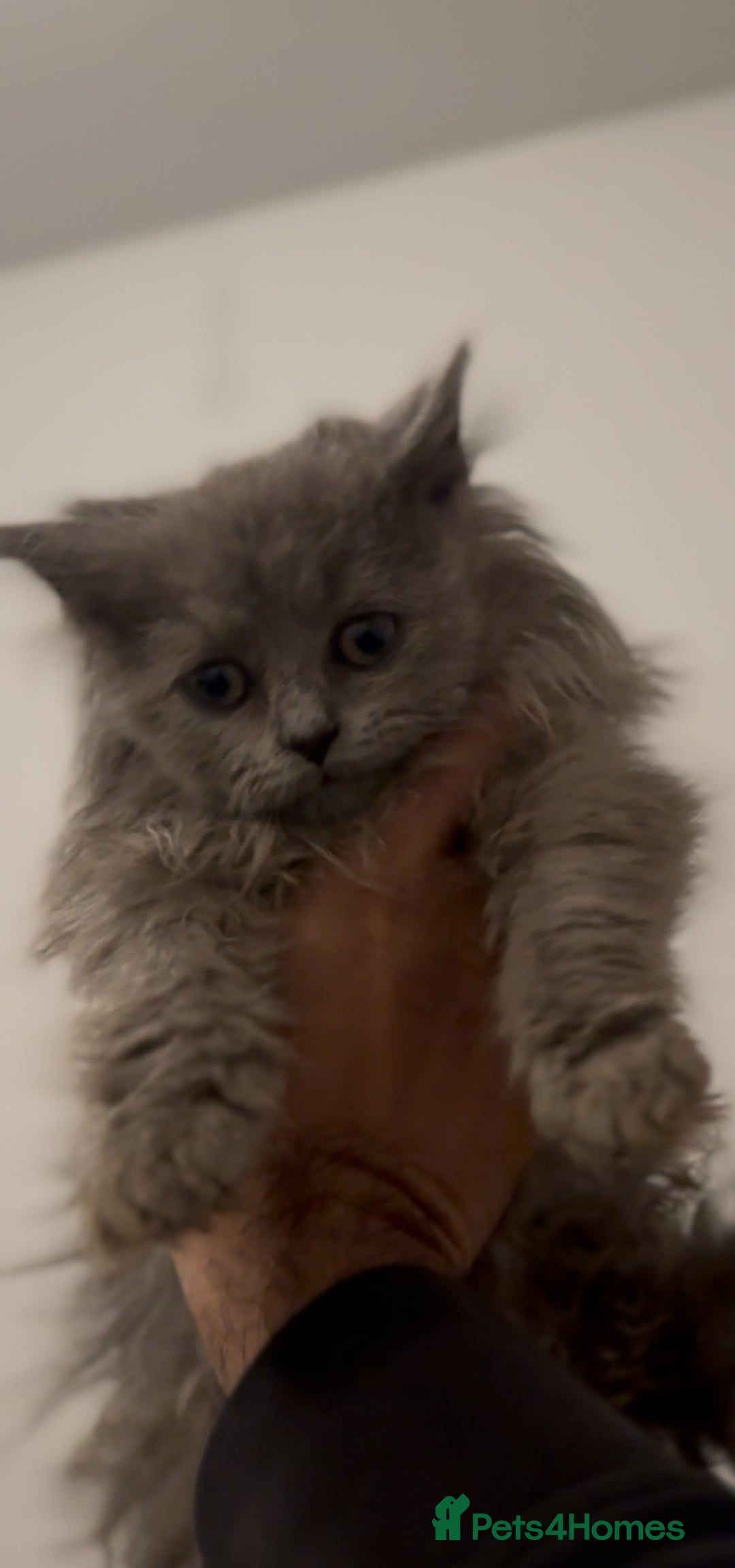 British Longhair cats for sale: Adorable British Longhair Kittens Ready Now! - Advert 13