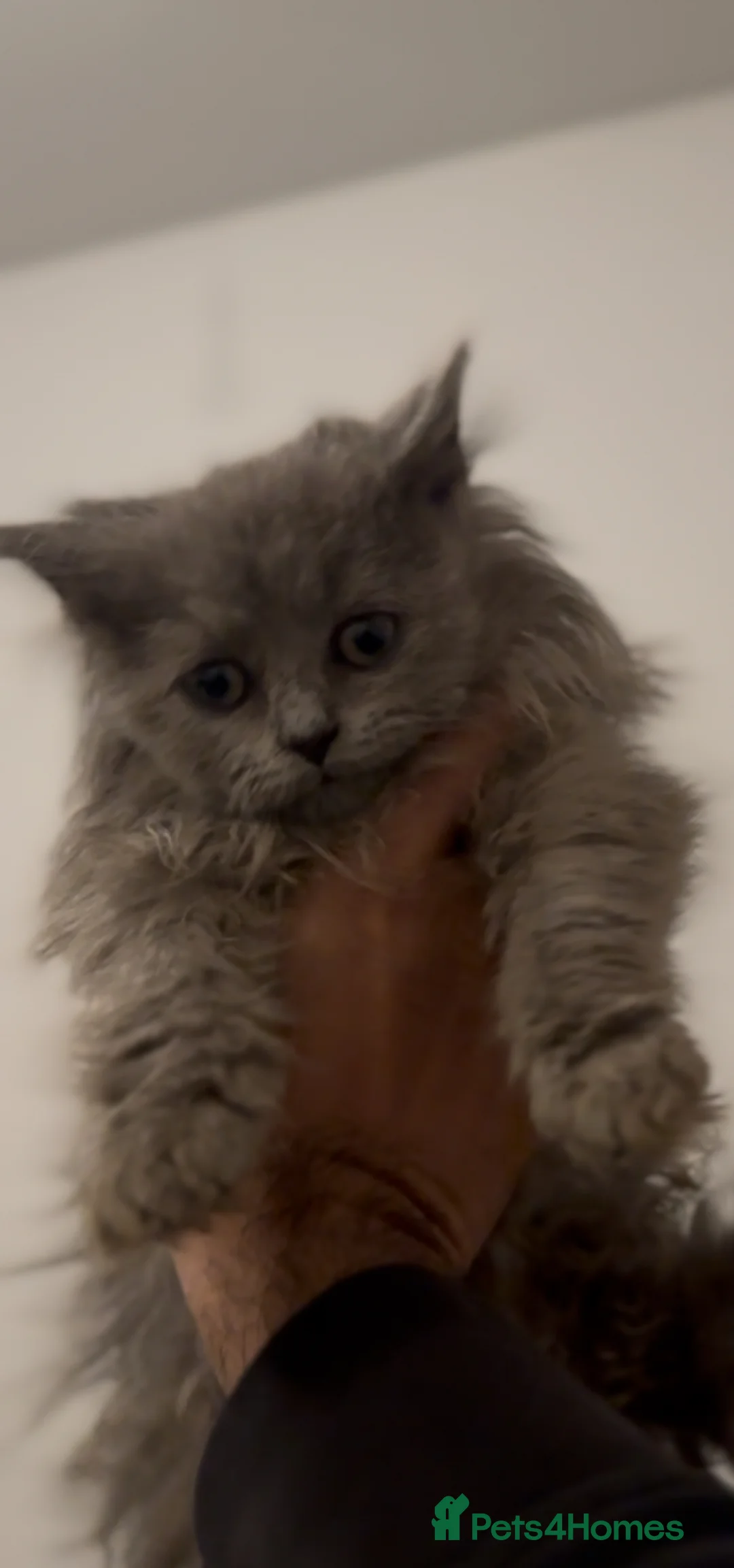 British Longhair cats for sale: Adorable British Longhair Kittens Ready Now! - Advert 13