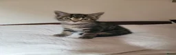 Mixed Breed cats for sale: Urgently Two male kitties looking for new home  in London - Advert 8
