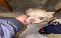 French Bulldog dogs for sale: 🐾 7 of the most Loving French Bulldogs 🐾🐶🩷 - Image 11