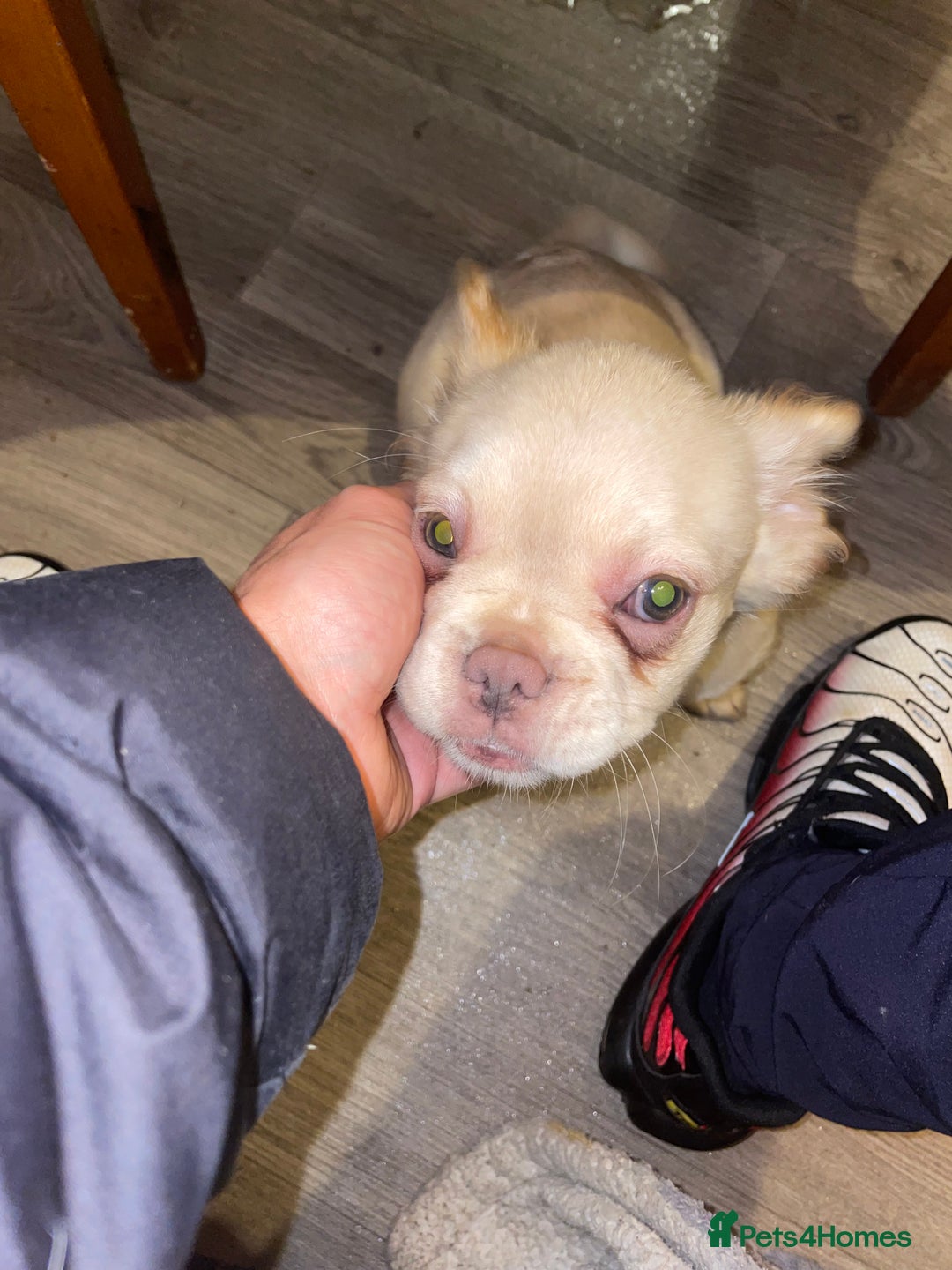 French Bulldog dogs for sale: 🐾 7 of the most Loving French Bulldogs 🐾🐶🩷 - Image 11