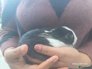 Dutch rabbits Adorable cute bunnies, male and female - Advert 1