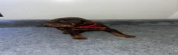 Dobermann dogs for sale: 🏆 Exceptional KC Registered Dobermann Puppies 🏆 - Advert 6