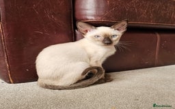 Siamese cats for sale: Adorable Siamese kittens ready to leave - Image 12