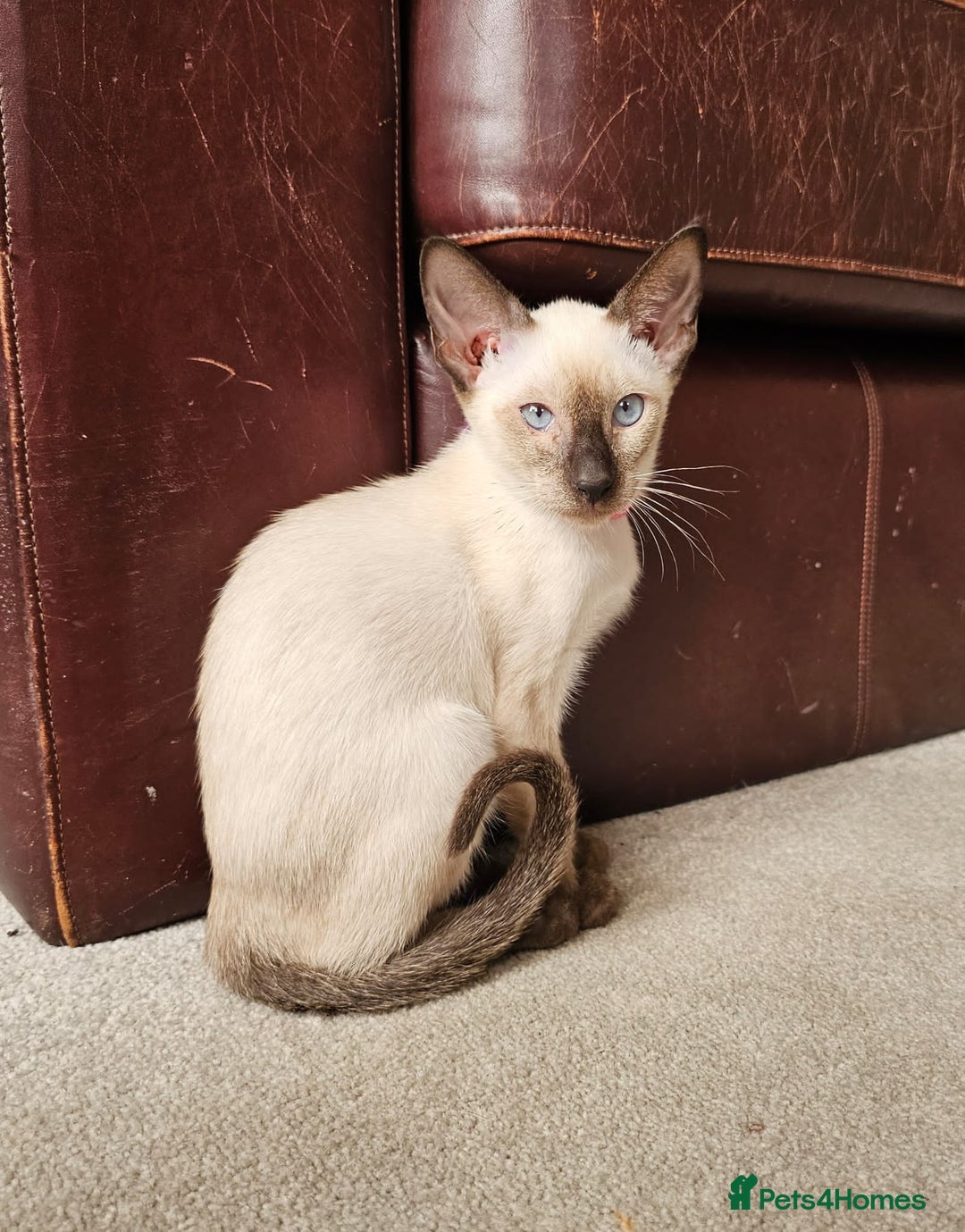 Siamese cats for sale: Adorable Siamese kittens ready to leave - Image 12