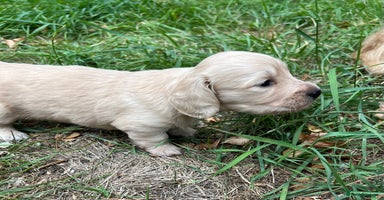 Miniature Dachshund dogs - Advert 2