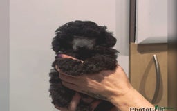 Miniature Poodle dogs for sale: Last one Silver mini poodles  - Advert 11