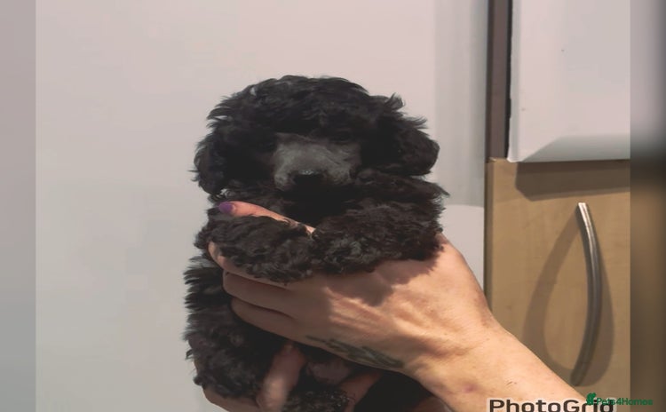 Miniature Poodle dogs - Advert 14