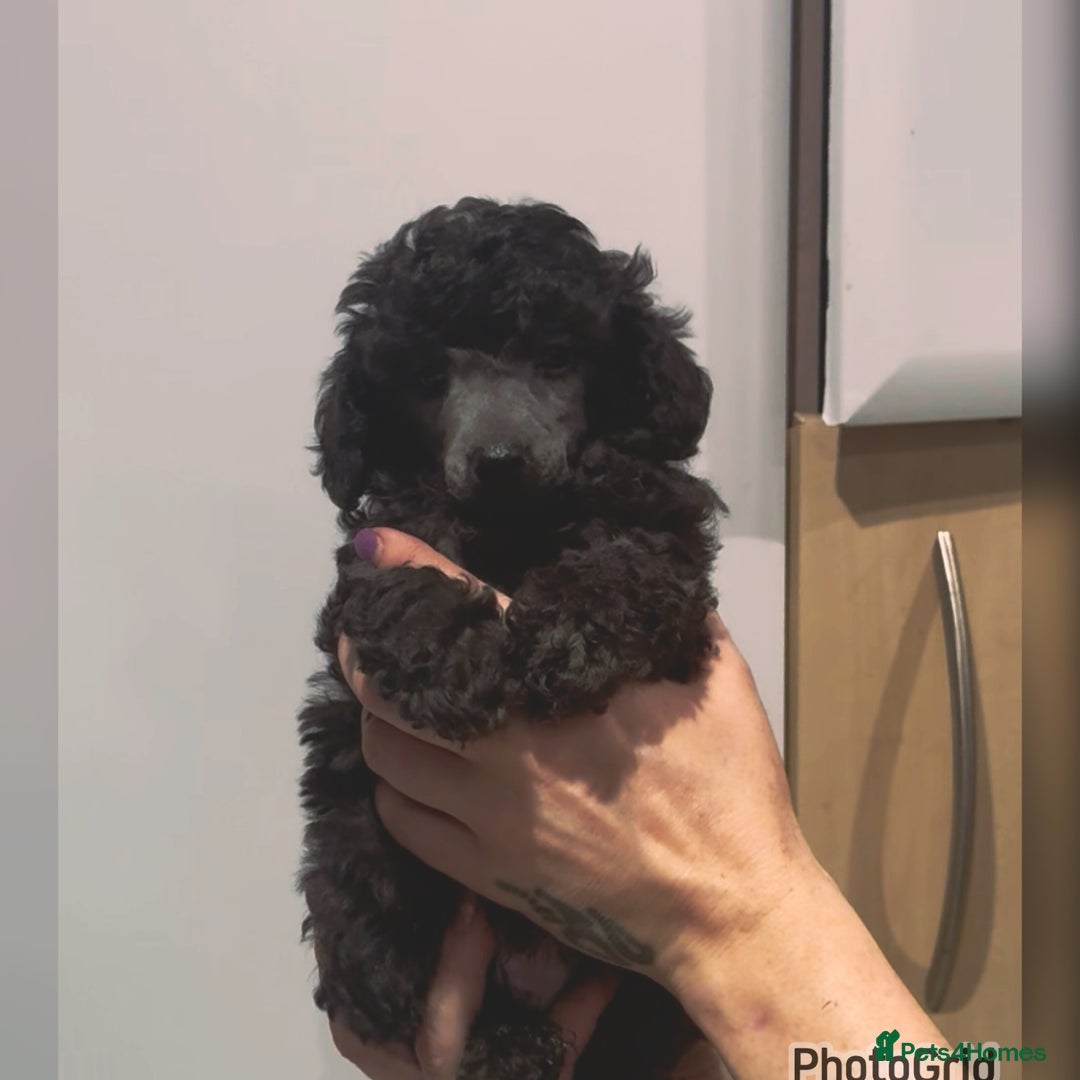 Miniature Poodle dogs for sale: Last one Silver mini poodles  - Advert 11