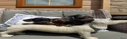 Doxiepoo dogs for sale: Miniature doxiepoo puppies (council licensed)  - Advert 7